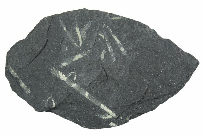 Fossil Graptolite (Didymograptus) Cluster - Wales #353825